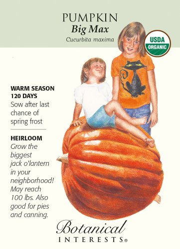 Organic Big Max Pumpkin Seeds 4 grams