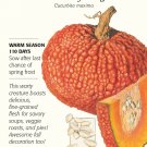 Red Warty Thing Pumpkin Seeds 8 Seeds