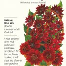 Rouge Royale Sunflower Seeds 20 Seeds