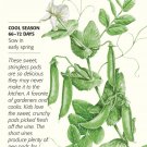 Sugar Daddy Snap Pea Seeds 50 grams