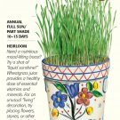 Liquid Sunshine Wheatgrass Seeds 50 grams Organic