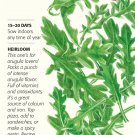 Organic Baby Greens Arugula Seeds 3 grams
