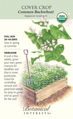 Cover Crop Common Buckwheat Seeds 65 grams