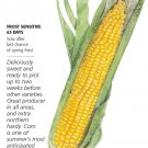 Buttergold Sweet Corn Seeds 30 Grams Botanical Interests