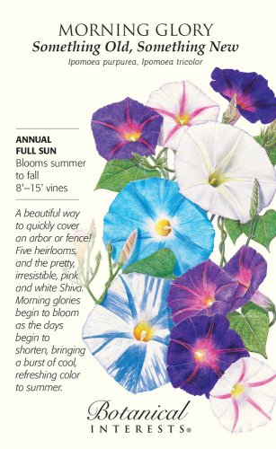 Something Old, Something New Morning Glory Seeds 6 grams