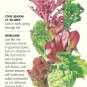 Mesclun Gourmet Baby Greens Lettuce Seeds 4 g Organic Botanical Interests