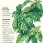 Italian Genovese Basil Seeds6 gramsCertified Organic