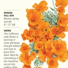 California Orange Poppy Seeds 10 grams Annual