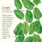 Spinach Baby Greens Seeds 10 grams
