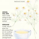 German Chamomile Seeds 500 mg Heirloom
