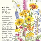 Perennial Bloom Mix Seed 8 grams Array of Colors!