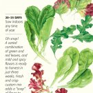 Organic Snappy Fresh Mesclun Baby Greens Seeds 5 grams