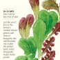 Organic Market Day Lettuce Mesclun Baby Greens Seeds 5 grams
