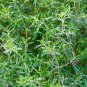 500+ seeds Summer Savory  Satureja Hortensis Herb Culinary Medicinal