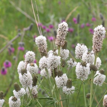 250+ seeds White Prairie Clover  Native Wildflower Usa Perennial