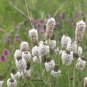 250+ seeds White Prairie Clover  Native Wildflower Usa Perennial