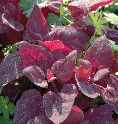 100+ seeds Red Fire Orach  French Mountain Spinach Vegetable Non-Gmo