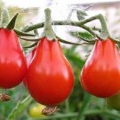 100 seeds Red Pear Tomato Ct Vegetable Garden Heirloom Non-Gmo