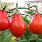 100 seeds Red Pear Tomato Ct Vegetable Garden Heirloom Non-Gmo