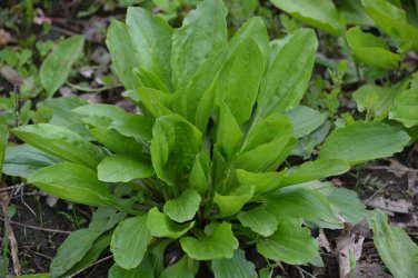 250+ seeds Plantain Herb  Plantago Major Medicinal Perennial Heat Tolerant Usa