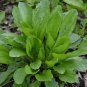 250+ seeds Plantain Herb  Plantago Major Medicinal Perennial Heat Tolerant Usa