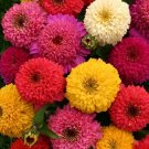 150+ seeds Zinnia Dahlia Mix  Flower Elegans Annual Mixed Usa Seller