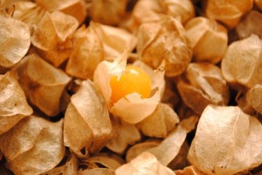 50 seeds Cape Gooseberry Tomatillo Ct Large Fruit Husk Goldenberry Heirloomusa