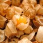 50 seeds Cape Gooseberry Tomatillo Ct Large Fruit Husk Goldenberry Heirloomusa