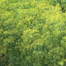 1000+ seeds Dill Bouquet  Herb Spice Culinary Annual Non-Gmo Usa