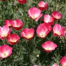 250+ seeds Carmine King California Poppy  Flower Eschscholzia Californica Usa