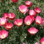 250+ seeds Carmine King California Poppy  Flower Eschscholzia Californica Usa
