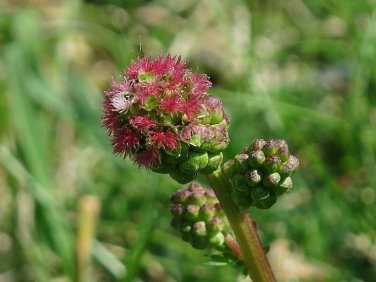 25+ seeds Salad Burnet  Small Sanguisorba Minor Herb Flower Forage