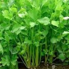 1000+ seeds Chinese Celery  Apium Graveolens Vegetable Garden Non-Gmo Us