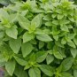 300+ seeds Dwarf Greek Basil  Herb Culinary Cooking Usa Non-Gmo