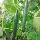 50+ seeds Long Green Improved Cucumber  Vegetable Garden Non-Gmo