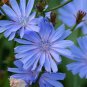 300+ seeds Chicory Cichorium Intybus  Blue Dandelion Non-Gmo Usa