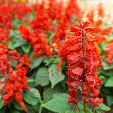 100+ seeds Scarlet Sage  Salvia Coccinea Herb Non-Gmo Perennial