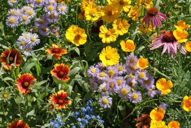 100+ seeds Bee Wildflower Mix  Colorful Mixture