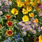 100+ seeds Bee Wildflower Mix  Colorful Mixture
