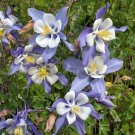300+ seeds Blue Rocky Mountain Columbine  Flower Aquilegia Caerulea