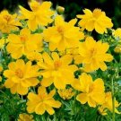 100 seeds Cosmos Ct Flower Garden Annual