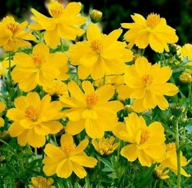100 seeds Cosmos Ct Flower Garden Annual