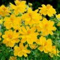 100 seeds Cosmos Ct Flower Garden Annual