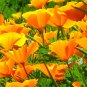 250+ seeds Orange California Poppy  Flower Garden Eschscholzia Usa