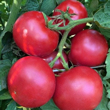 50 seeds Eva Purple Ball Tomato Ct Heirloom Non-Gmo Indeterminate