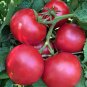 50 seeds Eva Purple Ball Tomato Ct Heirloom Non-Gmo Indeterminate