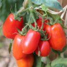 50 seeds San Marzano Tomato Ct Determinate Vegetable Garden Heirloom Non-Gmo Usa