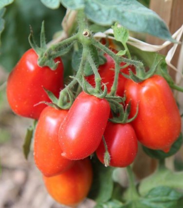 50 seeds San Marzano Tomato Ct Determinate Vegetable Garden Heirloom Non-Gmo Usa