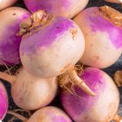 300+ seeds Laurentain Rutabaga  Vegetable Brassica Napus Non-Gmo