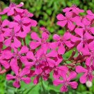 500+ seeds None So Pretty Catchfly  Annual Flower Silene Armeria